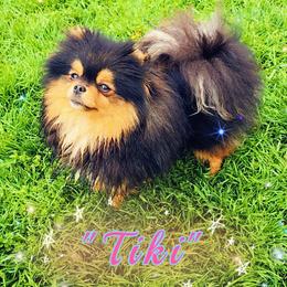 Tiki - Pomeranian