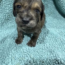 Badger(1400) - Brindle male Dachshund puppy in Mansfield, Missouri from Owens Farm