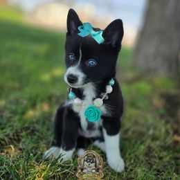 Pomsky puppies from My Pomsky Palace