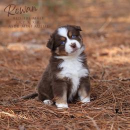 Rowan- Red Tri Male - Red tri male Miniature Australian Shepherd puppy in Nacogdoches, Texas from TK Standard, Mini, & Toy Aussies