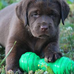 Labrador Retriever Puppies from Prebleridge Acres