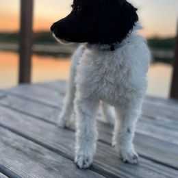 Poodle Puppies from Cuddley-Poods Moyen poodles