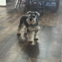 Kora - Miniature Schnauzer