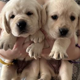 Labrador Retriever Puppies from Fleeher Labradors
