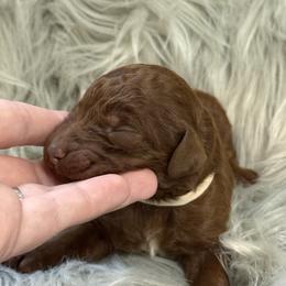 Reed - Red  male Poodle puppy in Osyka, Mississippi from Southern Sunshine Standards