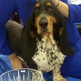Basset Hounds from Silvan Bassets