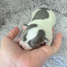 Jeremiah - Blue spotted white male - Silver and white male Chihuahua puppy in Laurel, Mississippi from Home of Tiny Chihuahuas