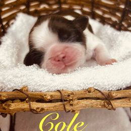 Cole - Red and white male Shih Tzu puppy in Vernon, New Jersey from Calta’s Cute Shih Tzu