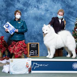 Milli - Samoyed