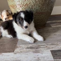 Girl 2 - Black white and tan female Shetland Sheepdog puppy in Shirley, Arkansas from Lucky Pups