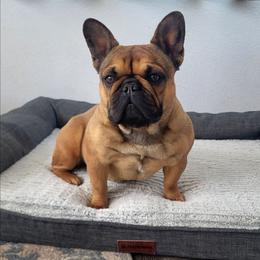 Butter - French Bulldog