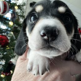 Dachshund Puppies from Empire's Dachshunds