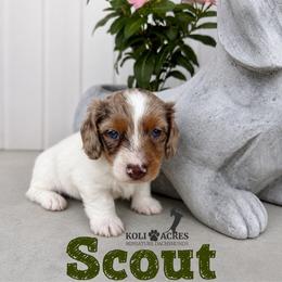 Scout - AKC - Silky - Chocolate and tan male Dachshund puppy in Kemp, Texas from Koli Acres