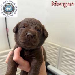 Morganite - Chocolate female Labrador Retriever puppy in Elloree, South Carolina from Moonlight Kennels LLC