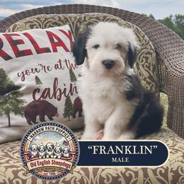 Franklin - Gray and white male Old English Sheepdog puppy in Cleveland, Tennessee from Narrow Path Old English & Sheepadoodles