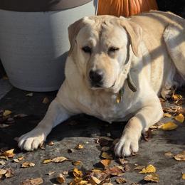 Autumn - Yellow female Labrador Retriever puppy in Roaring Spring, Pennsylvania from Briar Hill Labradors PA 12145