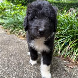 Valkyrie - female Australian Mountain Doodle puppy in Williamston, South Carolina from Sassy Bob’s Dogs