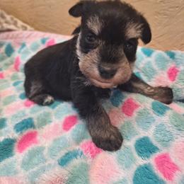 Cameron - Black and silver male Miniature Schnauzer puppy in Warrenville, South Carolina from All Paws Pet Resort