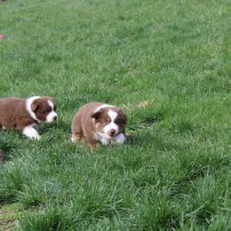 Australian Shepherd Puppies from Starlit Grove Australian Shepherds