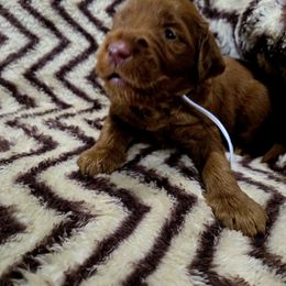 Nester Marley - Chocolate male Goldendoodle puppy in Newark, New Jersey from Westmorelandislandpups