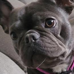 Willow - French Bulldog