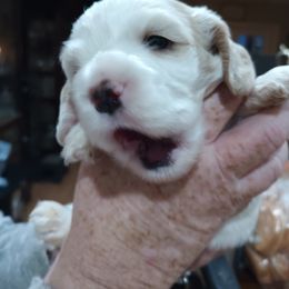 Cocker Spaniel Puppies from Hartwell Cocker Spaniel Kennel
