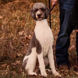 Timber - Poodle