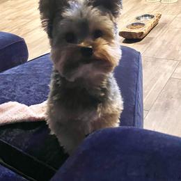 Gizmo - Yorkshire Terrier