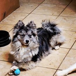 Companion Cross Puppies from Limited Edition Pomskies