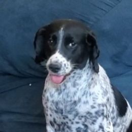 Sadie - English Springer Spaniel