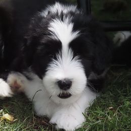 Bearded Collie Puppies from Meadows Bearded Collies