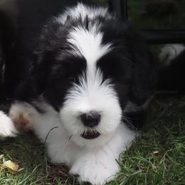 Bearded Collie Puppies from Meadows Bearded Collies