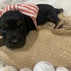 Border Collie and Bordoodle Puppies from Sunrise Kennels