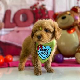 Nacho - Red male Maltipoo puppy in San Diego, California from Maltipoos SD