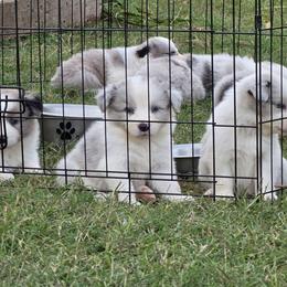 Hamm - Slate merle male Border Collie puppy in Ripley, Oklahoma from Adventure5 Border Collies