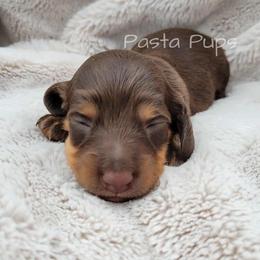 AKC Hazelnut - Chocolate and tan female Dachshund puppy in Texarkana, Arkansas from Pasta Pups Miniature Dachshunds