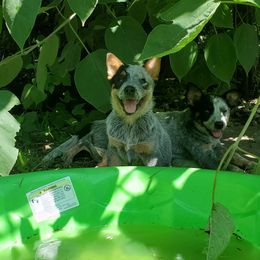 Australian Cattle Dog Puppies from Stockman Australian Cattle Dogs