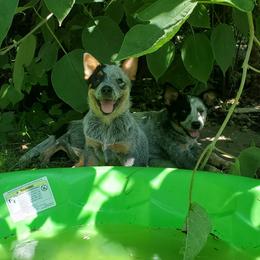 Australian Cattle Dog Puppies from Stockman Australian Cattle Dogs