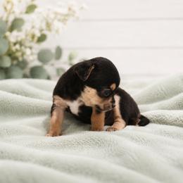 Chihuahua Puppies from Music City Chi’s