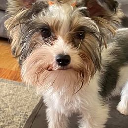 Yorkshire Terriers from Pearl Creek Yorkies