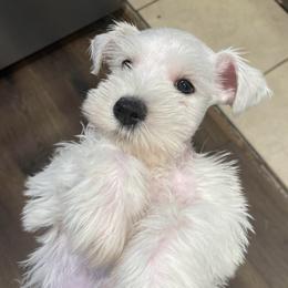 Merlin - White male Miniature Schnauzer puppy in Interlachen, Florida from Pam's Schnauzers
