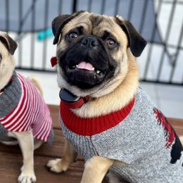 Pugs from Sunny Pugs
