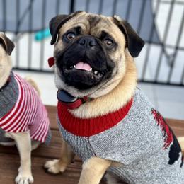 Pugs from Sunny Pugs