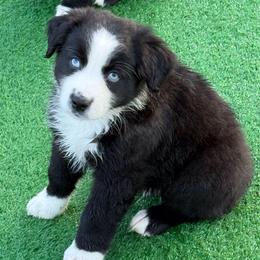 Maverick - Black tri male Miniature Australian Shepherd puppy in Lowgap, North Carolina from Ramblin’ Rose Mini's