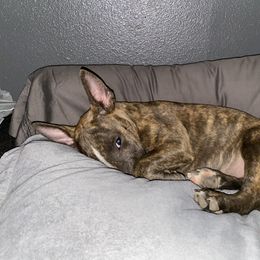 Miniature Bull Terrier puppies from Romp N' Run Ranch