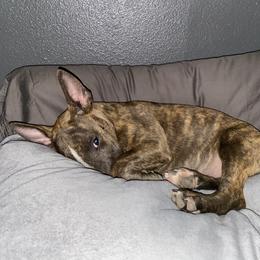 Miniature Bull Terrier puppies from Romp N' Run Ranch