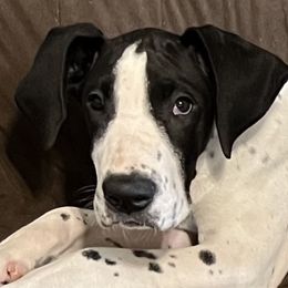 Freckles - Black and white female Great Dane puppy in Clayton, Washington from DaneLand Farm