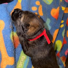 Claudette - Sable female German Shepherd puppy in Winterport, Maine from Vom Stevens Old Fashioned German Shepherds