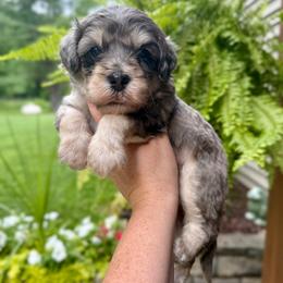 Salute - Merle male Bernedoodle puppy in Midland, Michigan from Northern Charm Farm