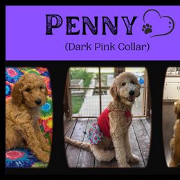Goldendoodle All Grown Up from Nebraska Doodle Crew